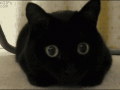 Cat-pupils-dilate.gif